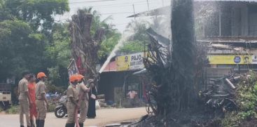 banyan tree