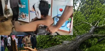 tree fall 