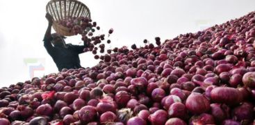 Onion auction to stay shut indefinitely in Nashik wholesale markets to protest export duty
