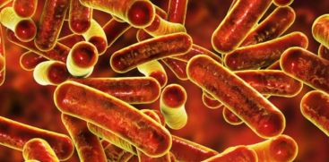 shigella