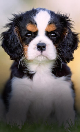  ഓമനിക്കാന്‍ തോന്നുന്ന 10 കുഞ്ഞന്‍ നായ ഇനങ്ങള്‍